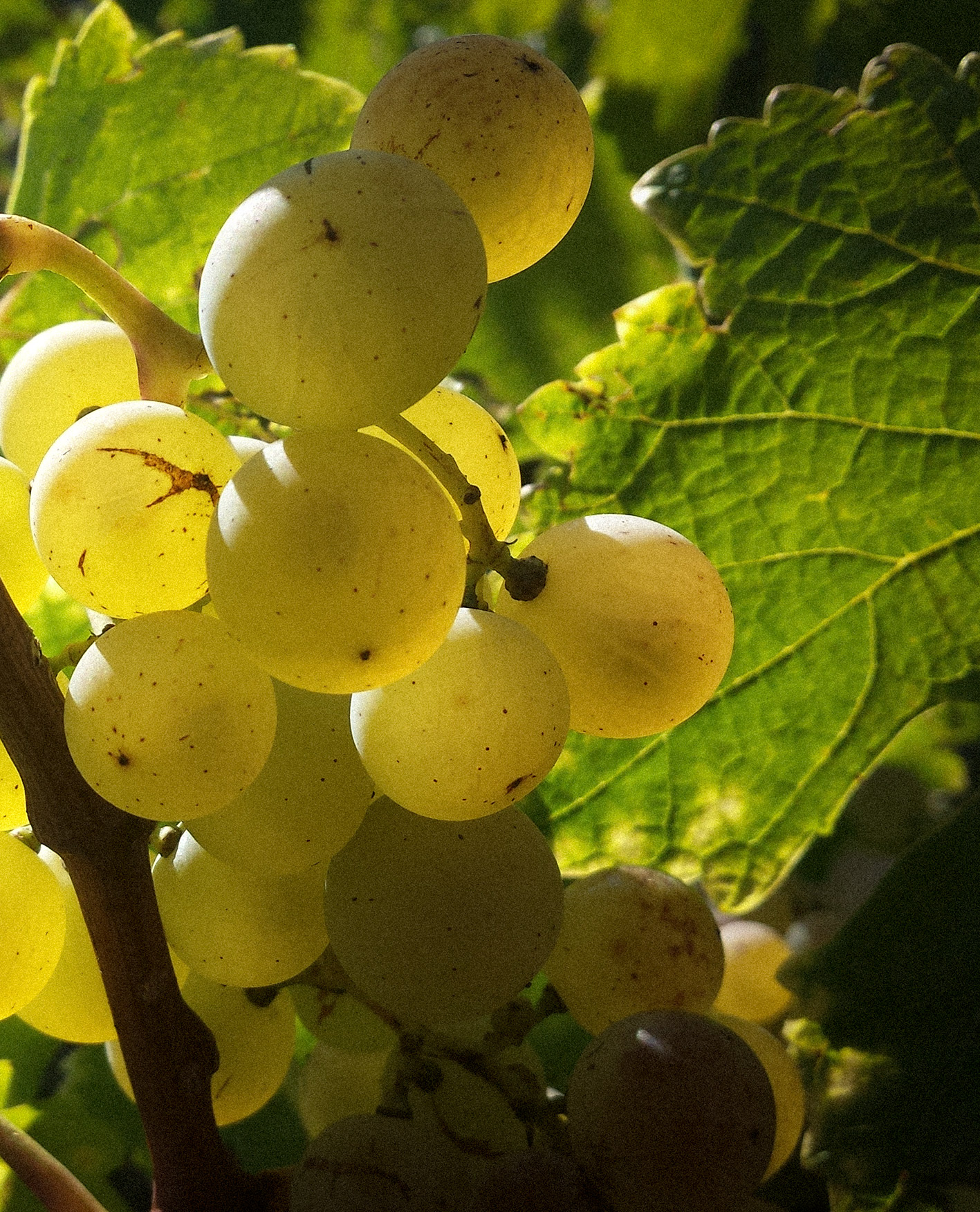 Domaine-Bonnettes-Degustation-Photo